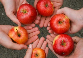 Hände und Äpfel